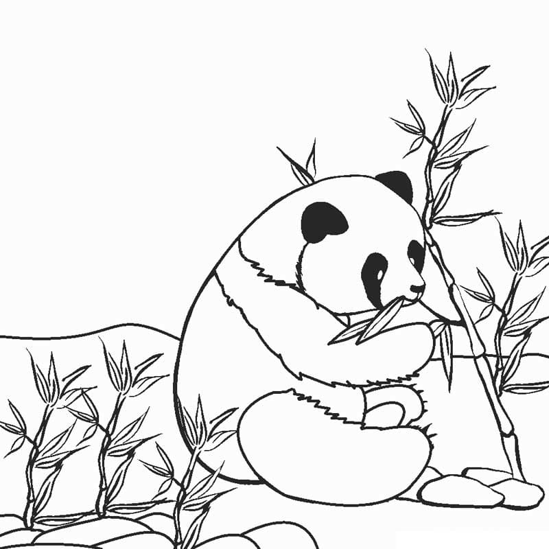 tranh tô màu Tô Màu Con Gấu Trúc